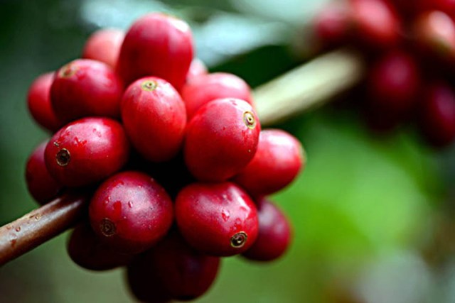 Buah kopi merah Robusta dari Provinsi Bengkulu.