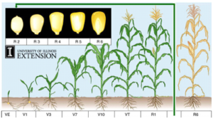 Mengenal fase pertumbuhan tanaman jagung - AGRIKAN