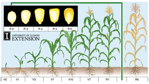 Fase pertumbuhan tanaman jagung.