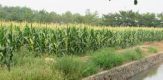 Mengenal fase pertumbuhan tanaman jagung Tanaman jagung