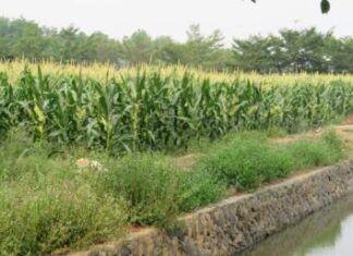 Mengenal fase pertumbuhan tanaman jagung Tanaman jagung