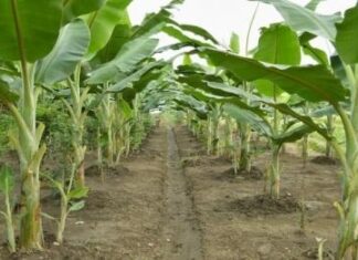 Beri Petani Akses Pasar, Mereka Pantas Makmur Terhormat Tanaman pisang