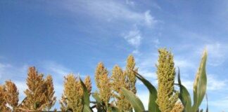 Mengenal Produk Olahan Sorghum Tanaman sorghum