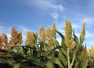 Mengenal Produk Olahan Sorghum Tanaman sorghum