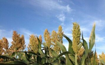 Mengenal Produk Olahan Sorghum Tanaman sorghum