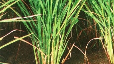 Anakan tanaman padi.