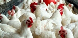 Segmen Pasar Ayam Broiler Ayam broiler