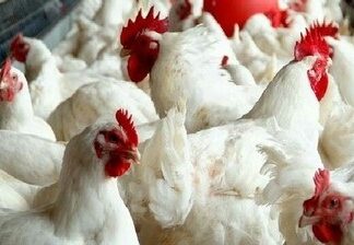 Segmen Pasar Ayam Broiler Ayam broiler