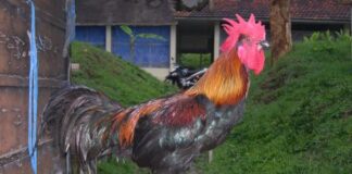 Mengenal Ayam Pelung Ayam lokal Indonesia