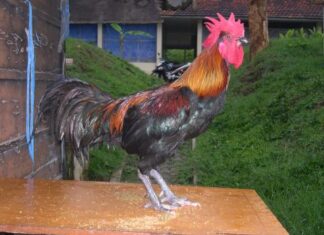 Mengenal Ayam Pelung Ayam lokal Indonesia