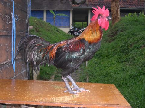 Ayam lokal Indonesia