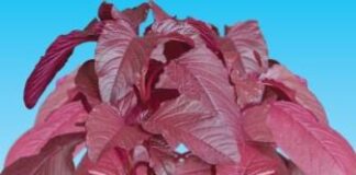 Budidaya Bayam Merah Bayam cabut