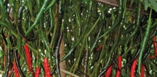 Budidaya Cabai Keriting Hibrida Cabai keriting hibrida