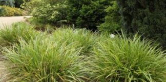 10 Tanaman Hias untuk Taman Kota Tanaman hias kucai jepang