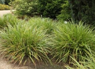 10 Tanaman Hias untuk Taman Kota Tanaman hias kucai jepang