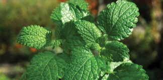 Khasiat dan Efek Samping Daun Mint Khasiat peppermint