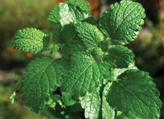 Khasiat dan Efek Samping Daun Mint Khasiat peppermint