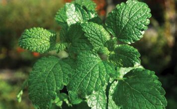 Khasiat dan Efek Samping Daun Mint Khasiat peppermint