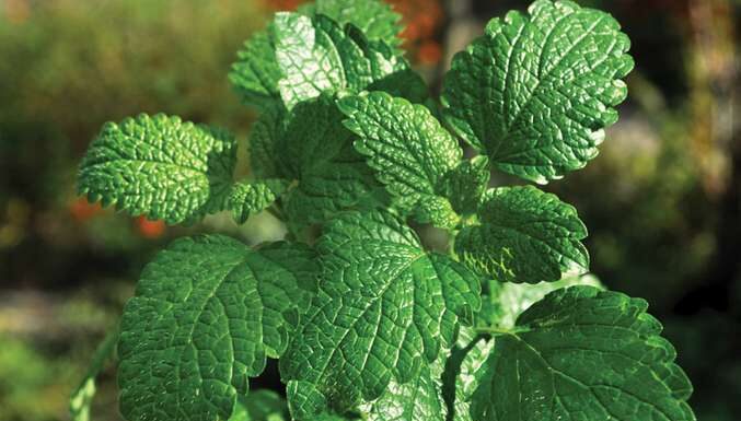 Khasiat dan Efek Samping Daun Mint Khasiat peppermint