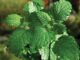Khasiat dan Efek Samping Daun Mint Khasiat peppermint
