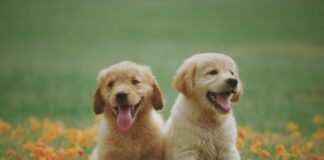 Menanggulangi Kutu, Caplak, dan Pinjal Anjing Anak anjing