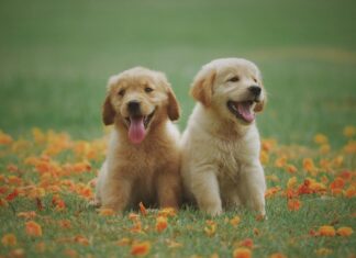Menanggulangi Kutu, Caplak, dan Pinjal Anjing Anak anjing