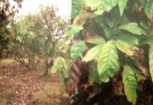 Mengendalikan Penyakit Vascular Streak Dieback Tanaman Kakao Penyakit VSD