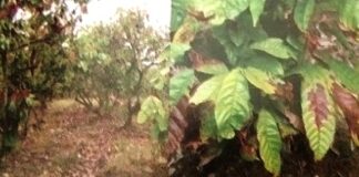 Mengendalikan Penyakit Vascular Streak Dieback Tanaman Kakao Penyakit VSD