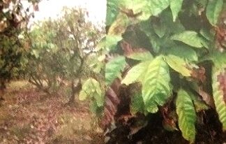 Mengendalikan Penyakit Vascular Streak Dieback Tanaman Kakao Penyakit VSD