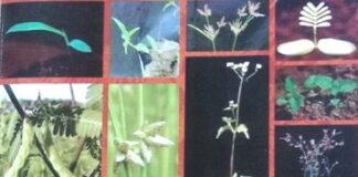 36 Gulma Padi di Indonesia Gulma padi di Indonesia.