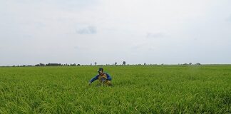 Mari Menerapkan Pertanian Presisi pada Agribisnis Padi Sawah di Barito Kuala