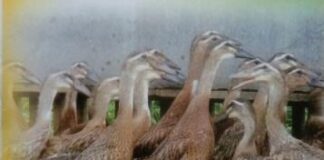 Itik Pedaging Unggul MA RAJA Itik pedaging