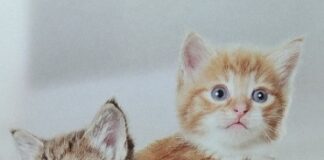 Membantu Kesehatan Anak Kucing di Awal Pertumbuhan Kitten.