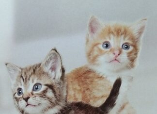 Membantu Kesehatan Anak Kucing di Awal Pertumbuhan Kitten.