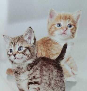 Membantu Kesehatan Anak Kucing di Awal Pertumbuhan Kitten.