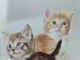 Membantu Kesehatan Anak Kucing di Awal Pertumbuhan Kitten.