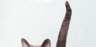 Mendukung Fungsi Vital Kucing Senior Fungsi vital kucing senior.