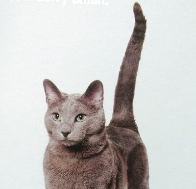 Mendukung Fungsi Vital Kucing Senior Fungsi vital kucing senior.