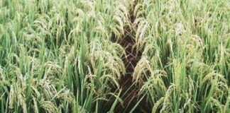 Boom Flower Meningkatkan Hasil Panen Padi 23 Persen Tanaman padi Boom Flower