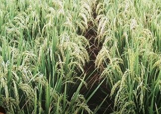 Boom Flower Meningkatkan Hasil Panen Padi 23 Persen Tanaman padi Boom Flower