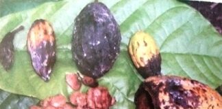Mengendalikan Penyakit Busuk Buah Kakao Busuk buah kakao