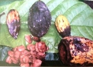 Mengendalikan Penyakit Busuk Buah Kakao Busuk buah kakao