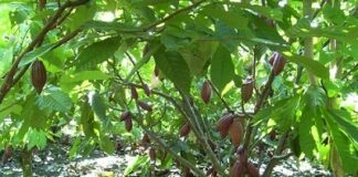 Hama Utama Tanaman Kakao Kakao