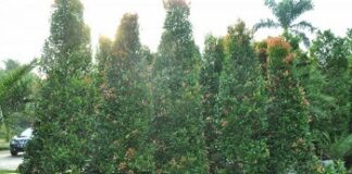 7 Cara Merawat Pucuk Merah Pucuk merah.