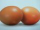 Cara Pintar Memilih Telur Konsumsi Telur ayam ras