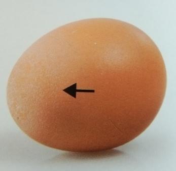 Cara Pintar Memilih Telur Konsumsi