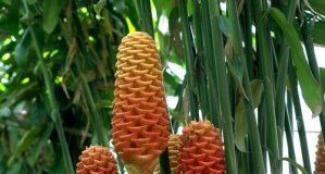 Jahe Hias Zingeber Spectabile Jahe hias