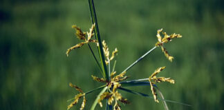 Gulma Padi Rumput Menderong Gulma Cyperus