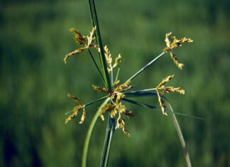 Gulma Padi Rumput Menderong Gulma Cyperus