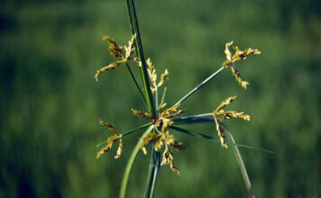 Gulma Padi Rumput Menderong Gulma Cyperus